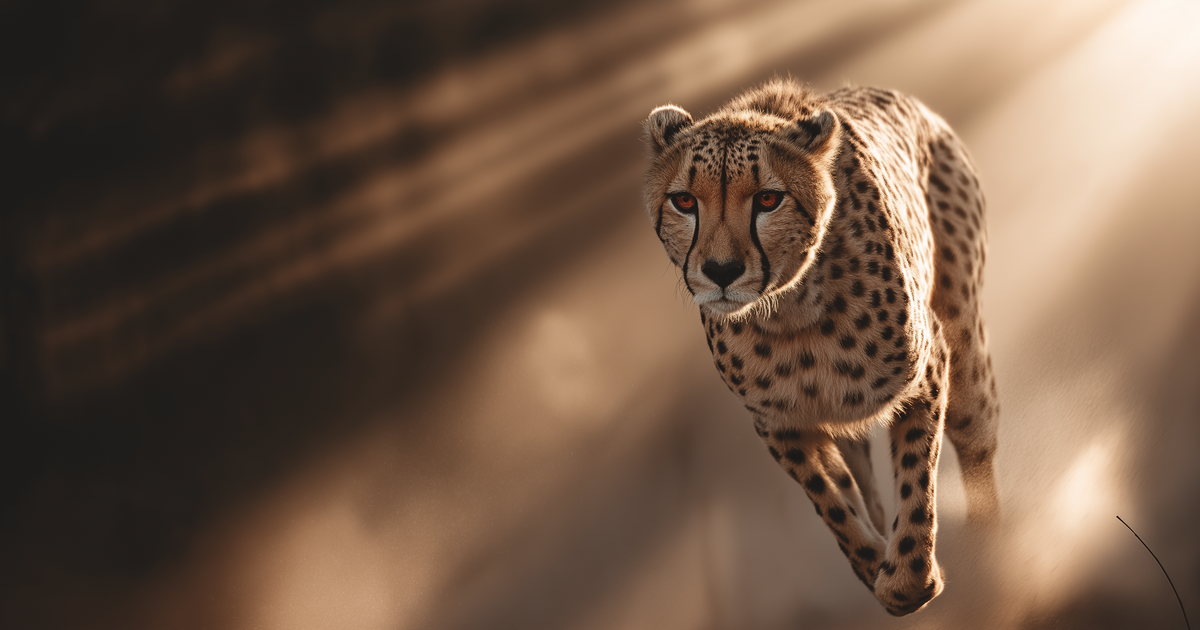 Cheetah — Lightbeam